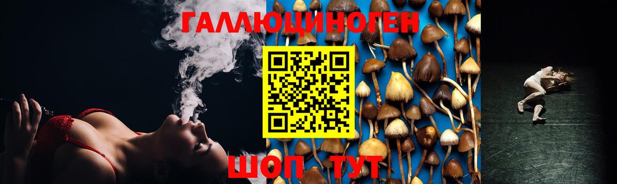 Новоалександровск  Псилоцибиновые грибы Psilocybine cubensis  Вход с VPN 